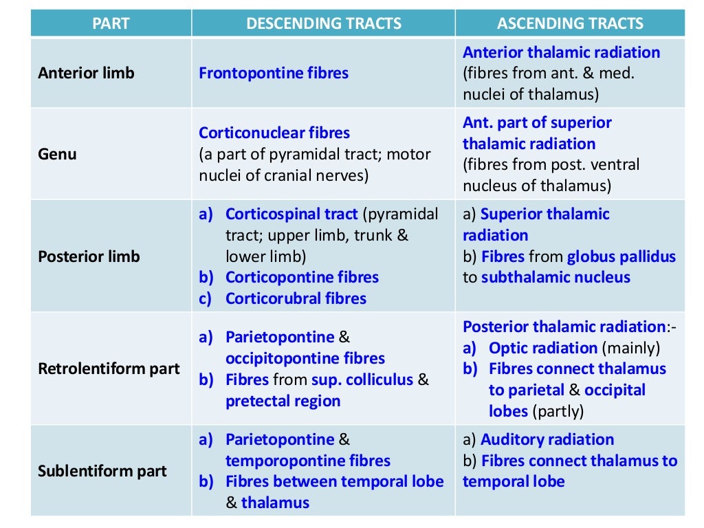 Internal CapsuleAnatomy