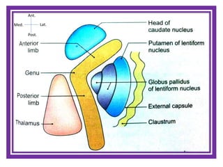Internal Capsule Draw Internal Capsule Diagram