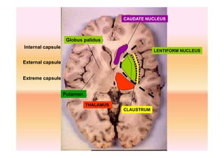 Internal Capsule.pdf