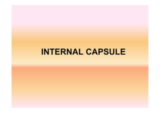 INTERNAL CAPSULE
 