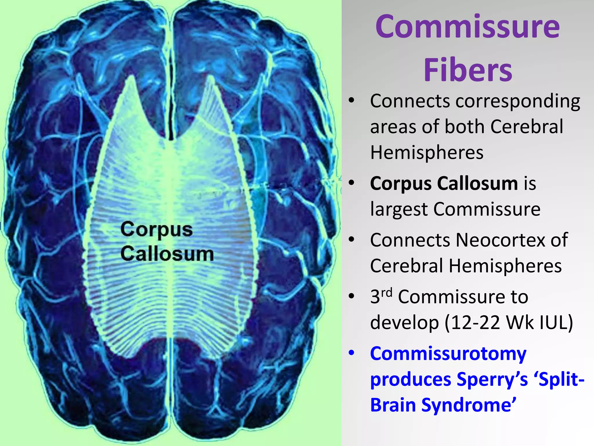 Brain Internal Capsule Structure Orientation Tracts Sanjoy Sanyal 
