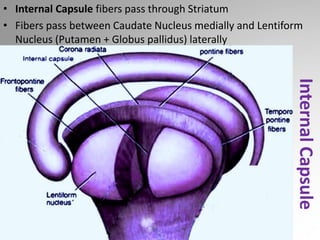 Brain Internal Capsule – Structure Orientation Tracts - Sanjoy Sanyal ...