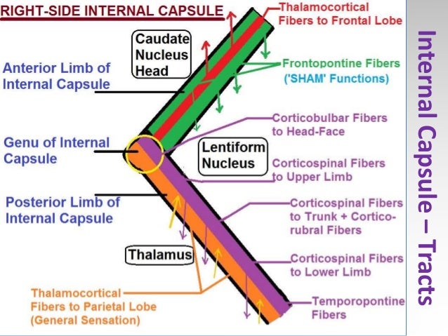 Brain Internal Capsule Structure Orientation Tracts Sanjoy Sanyal