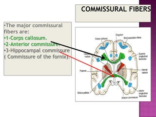 Commissural Posts internal capsule white matter of cerebrum.pptx