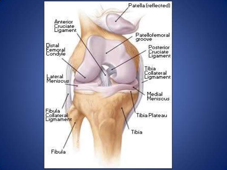 derangement knee ppt