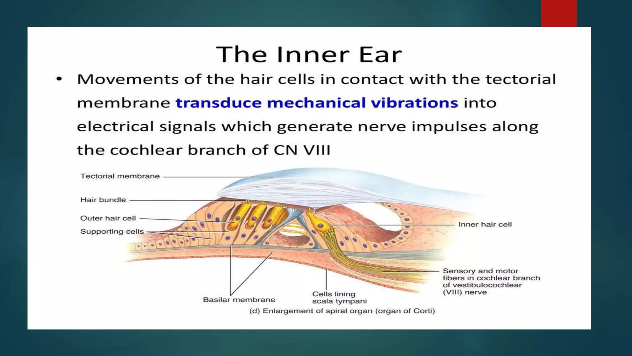 Internal ear | PPTX