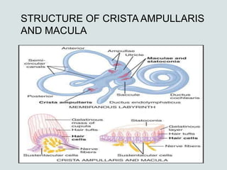 Macula In Ear INTERNAL EAR .ENT.pptx for medical students and staffs which is ...