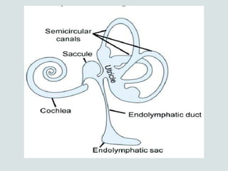 Inverted Ear INTERNAL EAR .ENT.pptx for medical students and staffs which is ...