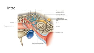 Internal ear.ANATOMY OF THE INTERNAL EAR | PPTX