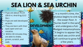 SEA LION & SEA URCHIN
Internal & External Fertilization
Pups are about 75 cm
(29.6 in.) And 6 kg (13.2
lbs.).
Pups are well developed
at birth.
They are born with their
eyes open and can
vocalize.
Within 30 minutes they
are able to shake,
groom, scratch, and
walk.
In a month’s time, the
pluteus begins to sink to
the ocean floor. It
buries itself in the sand
and undergoes a full-
fledged metamorphosis.
It begins to appear like
an adult sea urchin and
will continue to grow for
a few years.
DEVELOPMENT
 