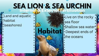 SEA LION & SEA URCHIN
Internal & External Fertilization
Land and aquatic
habitat
(seashores)
Live on the rocky
sea floor
Shallow sea water
Deepest ends of
the oceans
Habitat
 