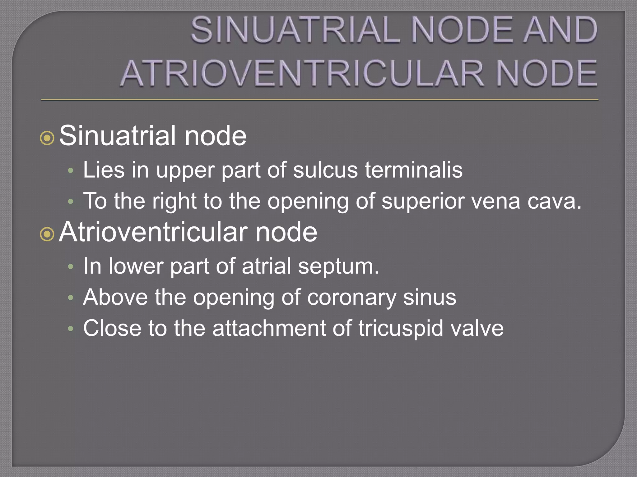Sinuatrial node
• Lies in upper part of sulcus terminalis
• To the right to the opening of superior vena cava.
Atrioventricular node
• In lower part of atrial septum.
• Above the opening of coronary sinus
• Close to the attachment of tricuspid valve
 