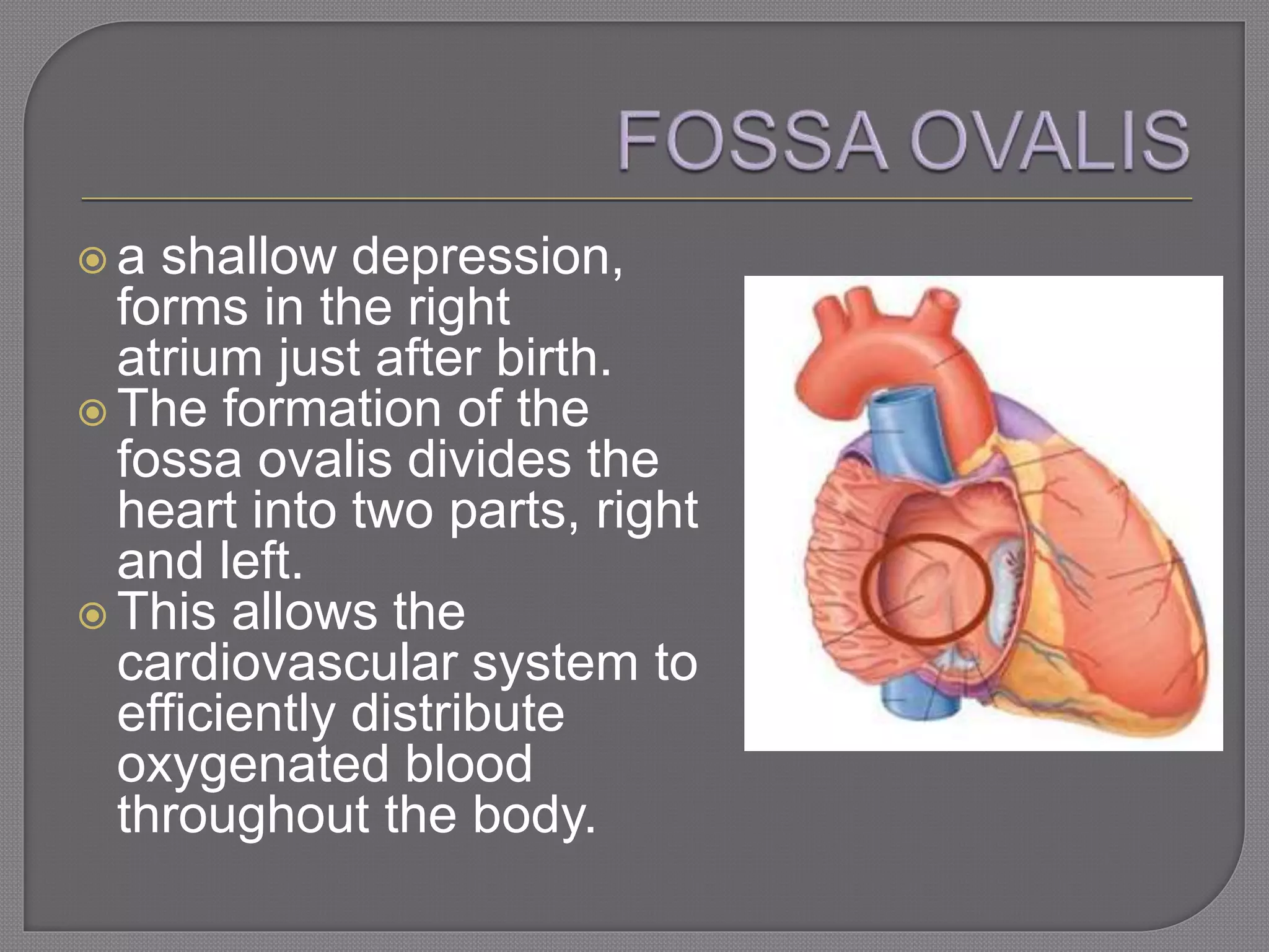  a shallow depression,
forms in the right
atrium just after birth.
 The formation of the
fossa ovalis divides the
heart into two parts, right
and left.
 This allows the
cardiovascular system to
efficiently distribute
oxygenated blood
throughout the body.
 