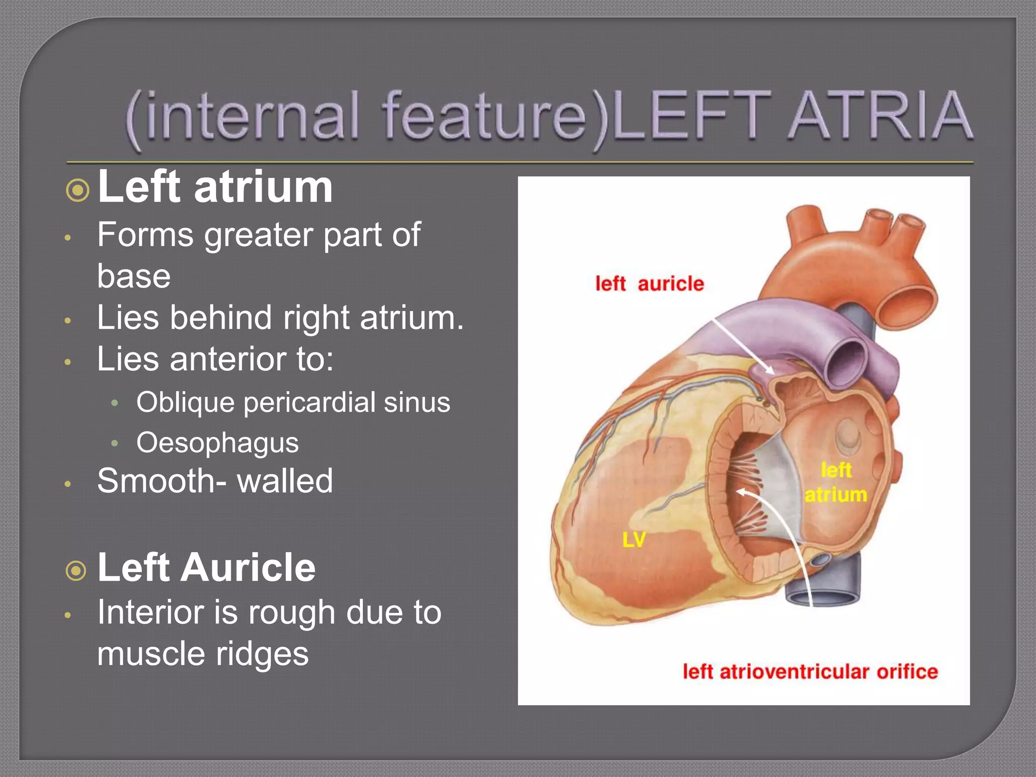 Left atrium
• Forms greater part of
base
• Lies behind right atrium.
• Lies anterior to:
• Oblique pericardial sinus
• Oesophagus
• Smooth- walled
 Left Auricle
• Interior is rough due to
muscle ridges
 