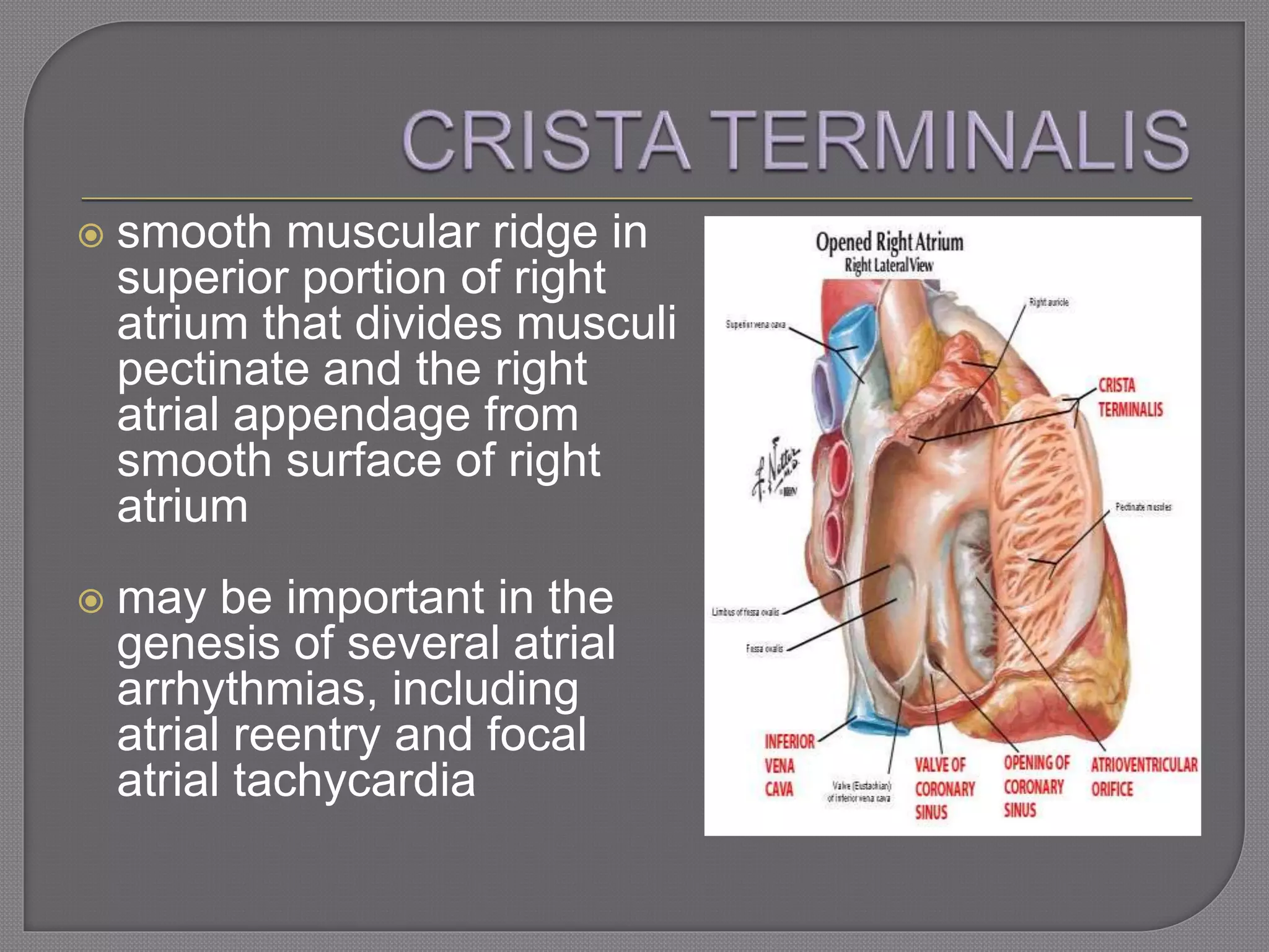  smooth muscular ridge in
superior portion of right
atrium that divides musculi
pectinate and the right
atrial appendage from
smooth surface of right
atrium
 may be important in the
genesis of several atrial
arrhythmias, including
atrial reentry and focal
atrial tachycardia
 