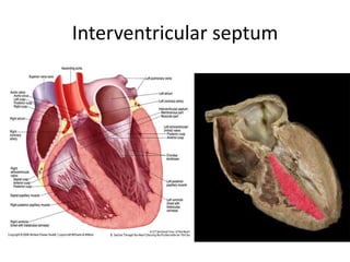 Internal features of the heart | PPTX
