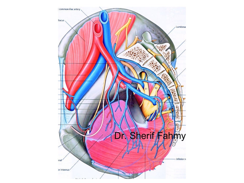 Internal Iliac Artery (Anatomy of the Abdomen)