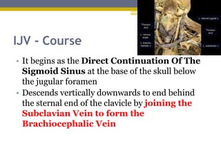 IJV - Course
• It begins as the Direct Continuation Of The
Sigmoid Sinus at the base of the skull below
the jugular foramen
• Descends vertically downwards to end behind
the sternal end of the clavicle by joining the
Subclavian Vein to form the
Brachiocephalic Vein
.
,
 