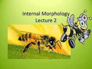 Internal Morphology
      Lecture 2
 