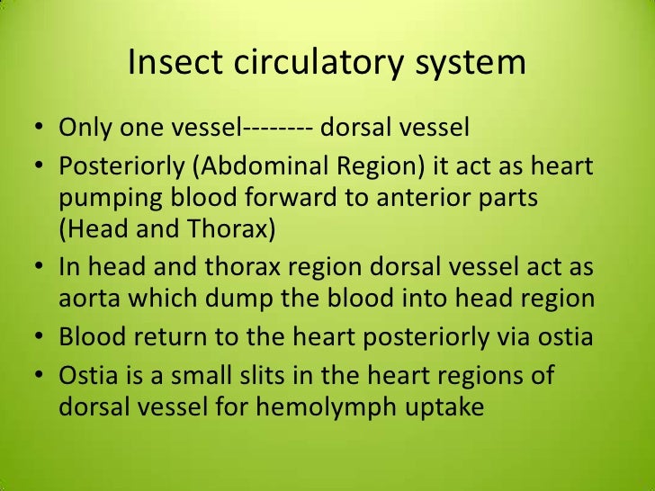 Internal morphology circulatory system