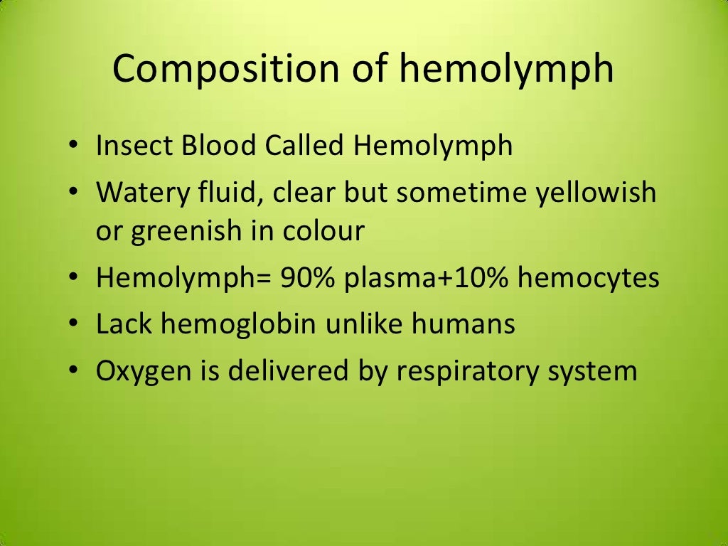 Internal morphology circulatory system