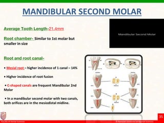 Root Fusion Internal morphology of permanent teeth | PPTX