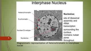 Nucleus In Interphase Internal organization of nucleus and nucleolus | PPTX