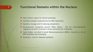 Functional Domains within the Nucleus
 Have distinct region for various processes.
 Contains multiple clustered site for...