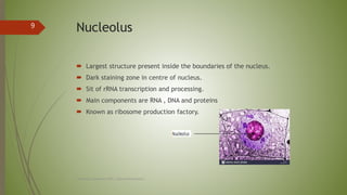 Nucleolus
 Largest structure present inside the boundaries of the nucleus.
 Dark staining zone in centre of nucleus.
 S...