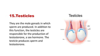 internal-organs-and-functions-medical-information-pptx