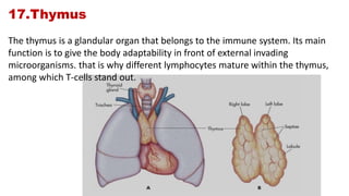Internal organs and functions - medical information | PPTX