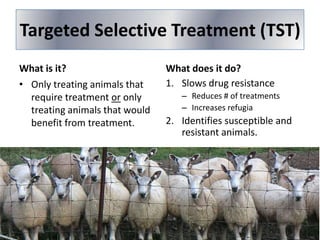 Targeted Selective Treatment (TST)
What is it?
• Only treating animals that
require treatment or only
treating animals that would
benefit from treatment.

What does it do?
1. Slows drug resistance
– Reduces # of treatments
– Increases refugia

2. Identifies susceptible and
resistant animals.

 