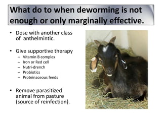 What do to when deworming is not
enough or only marginally effective.
• Dose with another class
of anthelmintic.
• Give supportive therapy
–
–
–
–
–

Vitamin B complex
Iron or Red cell
Nutri-drench
Probiotics
Proteinaceous feeds

• Remove parasitized
animal from pasture
(source of reinfection).

 