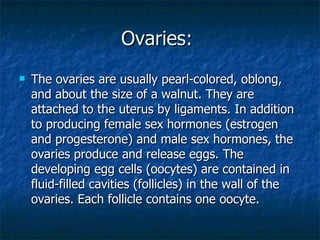 Ovaries:  <ul><li>The ovaries are usually pearl-colored, oblong, and about the size of a walnut. They are attached to the ...