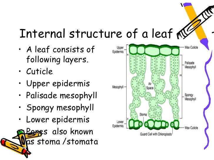 Internal structure. Structure of Leaf stomata. The structure of the Leaf шт English. Palisade mesophyll. Staphylea Leaf structure.