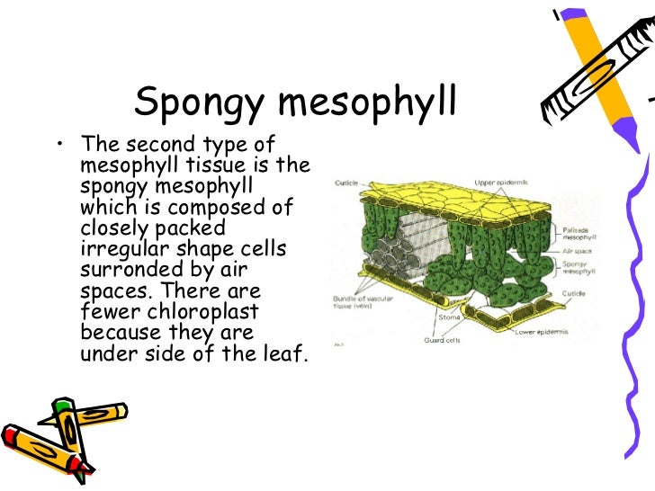 Internal structure of a leaf