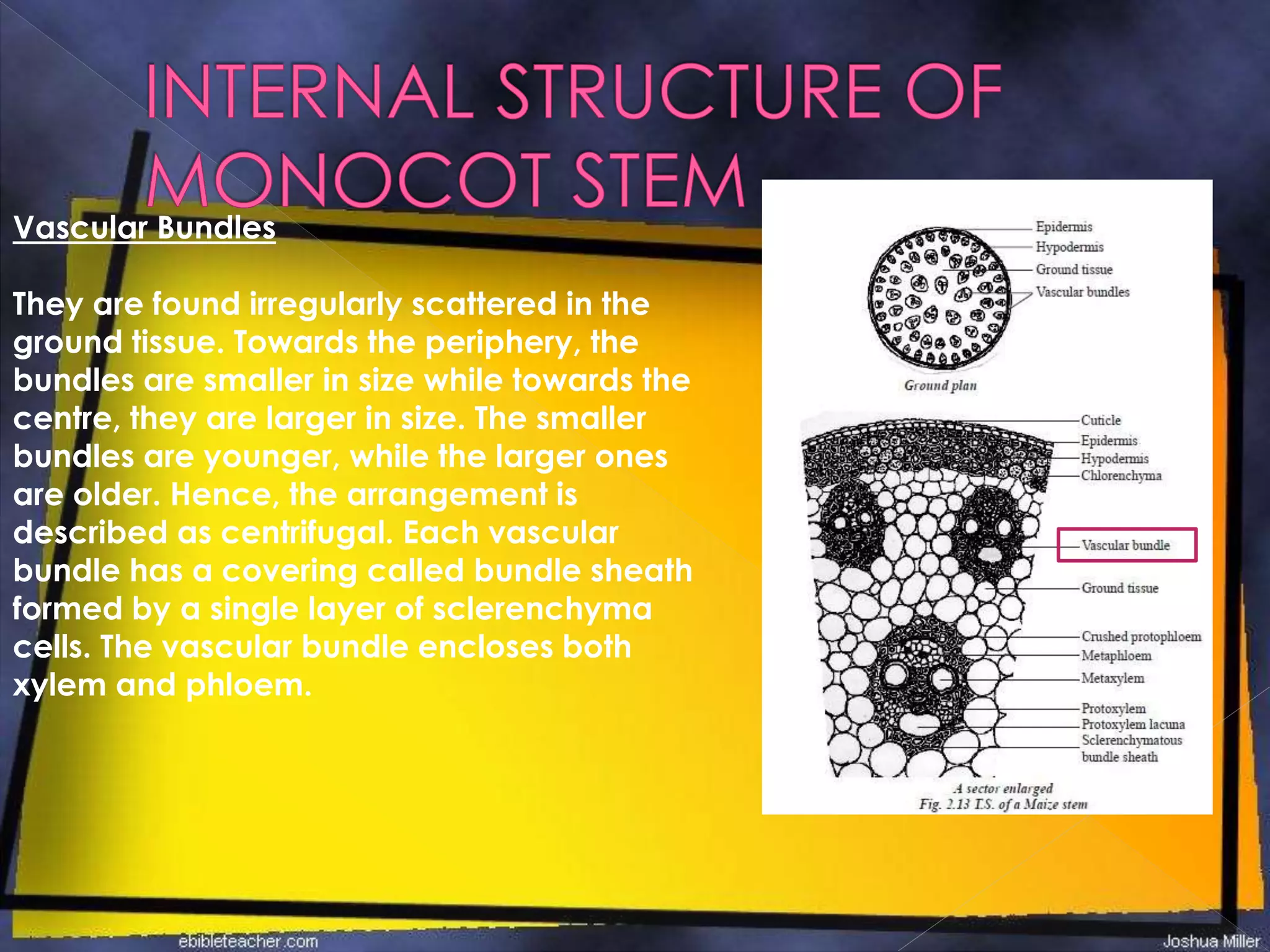 Vascular Bundles
They are found irregularly scattered in the
ground tissue. Towards the periphery, the
bundles are smaller in size while towards the
centre, they are larger in size. The smaller
bundles are younger, while the larger ones
are older. Hence, the arrangement is
described as centrifugal. Each vascular
bundle has a covering called bundle sheath
formed by a single layer of sclerenchyma
cells. The vascular bundle encloses both
xylem and phloem.
 