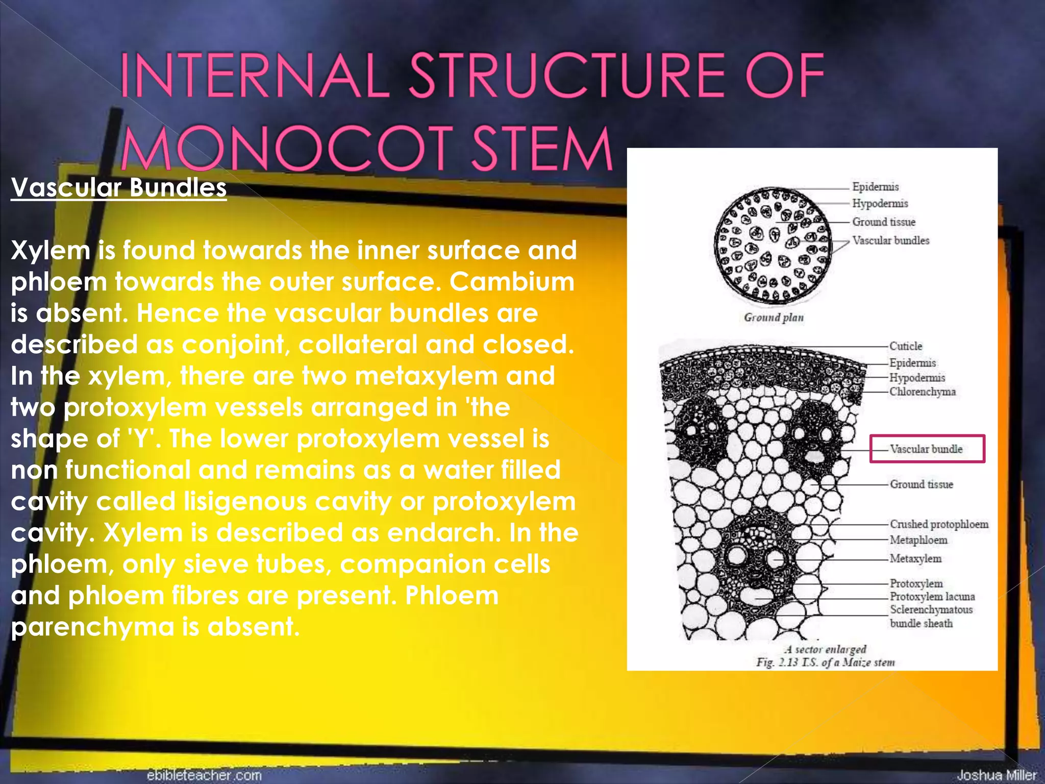 Vascular Bundles
Xylem is found towards the inner surface and
phloem towards the outer surface. Cambium
is absent. Hence the vascular bundles are
described as conjoint, collateral and closed.
In the xylem, there are two metaxylem and
two protoxylem vessels arranged in 'the
shape of 'Y'. The lower protoxylem vessel is
non functional and remains as a water filled
cavity called lisigenous cavity or protoxylem
cavity. Xylem is described as endarch. In the
phloem, only sieve tubes, companion cells
and phloem fibres are present. Phloem
parenchyma is absent.
 