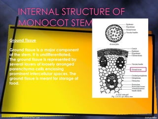 Ground Tissue
Ground tissue is a major component
of the stem. It is undifferentiated.
The ground tissue is represented by
several layers of loosely arranged
parenchyma cells enclosing
prominent intercellular spaces. The
ground tissue is meant for storage of
food.
 