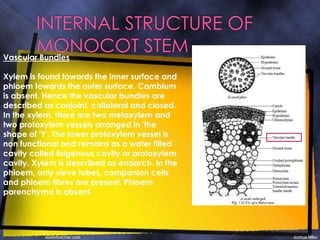 Vascular Bundles
Xylem is found towards the inner surface and
phloem towards the outer surface. Cambium
is absent. Hence the vascular bundles are
described as conjoint, collateral and closed.
In the xylem, there are two metaxylem and
two protoxylem vessels arranged in 'the
shape of 'Y'. The lower protoxylem vessel is
non functional and remains as a water filled
cavity called lisigenous cavity or protoxylem
cavity. Xylem is described as endarch. In the
phloem, only sieve tubes, companion cells
and phloem fibres are present. Phloem
parenchyma is absent.
 