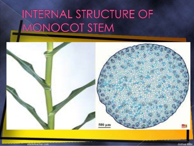 internal structure of a monocot Difference between monocot and aside from the difference between the seeds of monocots and dicots there are other different structures that separate monocots and. internal structure of a monocot Difference between monocot and aside from the difference between the seeds of monocots and dicots there are other different structures that separate monocots and.