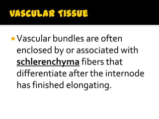  Vascular bundles are often
 enclosed by or associated with
 schlerenchyma fibers that
 differentiate after the internode
 has finished elongating.
 
