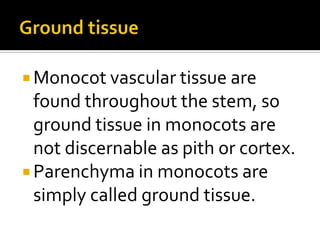  Monocot vascular tissue are
  found throughout the stem, so
  ground tissue in monocots are
  not discernable as pith or cortex.
 Parenchyma in monocots are
  simply called ground tissue.
 