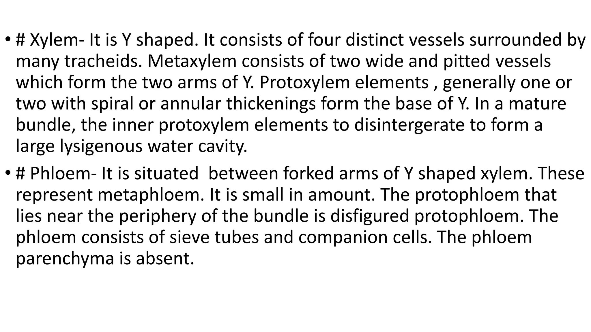 • # Xylem- It is Y shaped. It consists of four distinct vessels surrounded by
many tracheids. Metaxylem consists of two wide and pitted vessels
which form the two arms of Y. Protoxylem elements , generally one or
two with spiral or annular thickenings form the base of Y. In a mature
bundle, the inner protoxylem elements to disintergerate to form a
large lysigenous water cavity.
• # Phloem- It is situated between forked arms of Y shaped xylem. These
represent metaphloem. It is small in amount. The protophloem that
lies near the periphery of the bundle is disfigured protophloem. The
phloem consists of sieve tubes and companion cells. The phloem
parenchyma is absent.
 