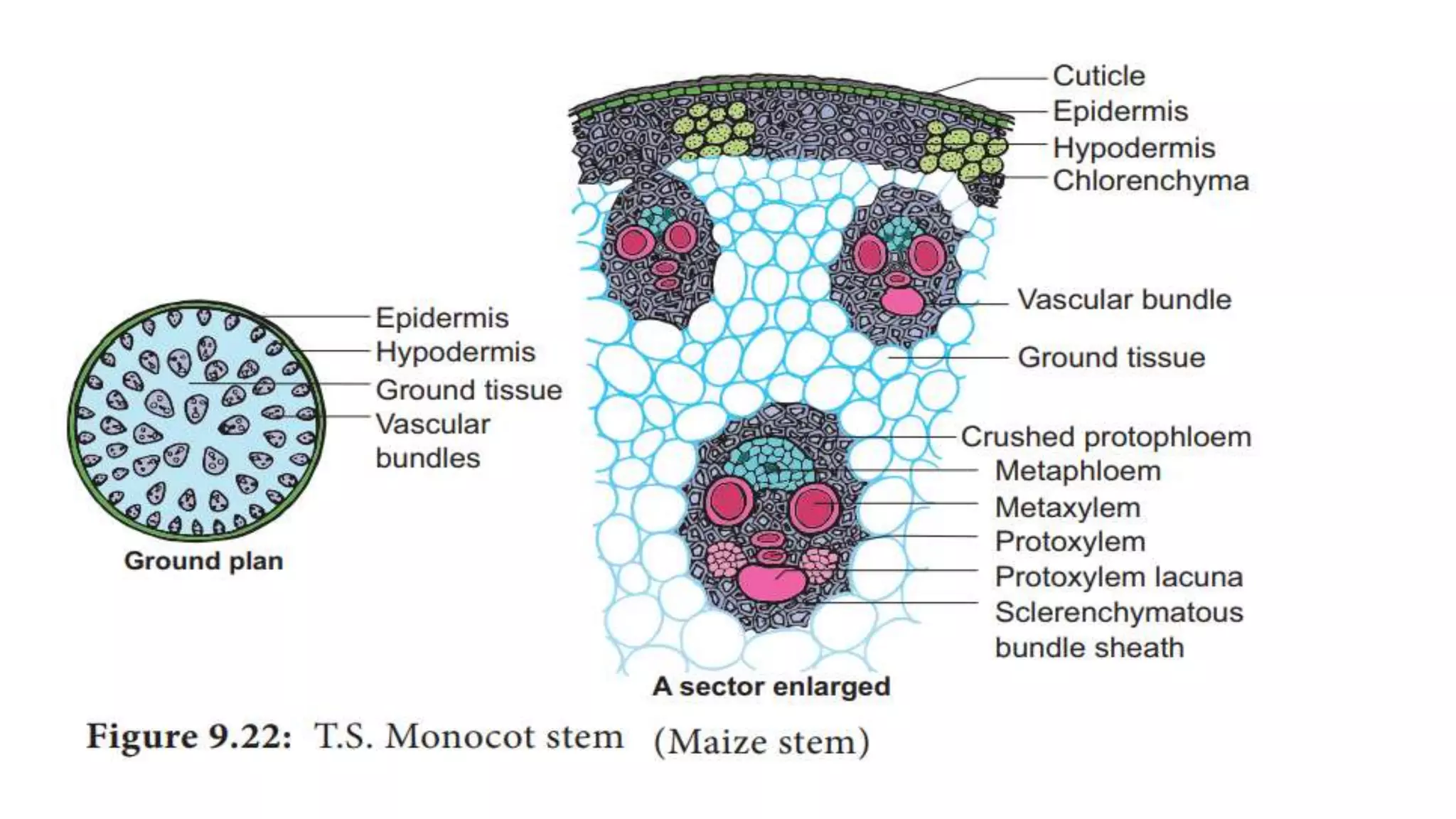 Internal structure of stem