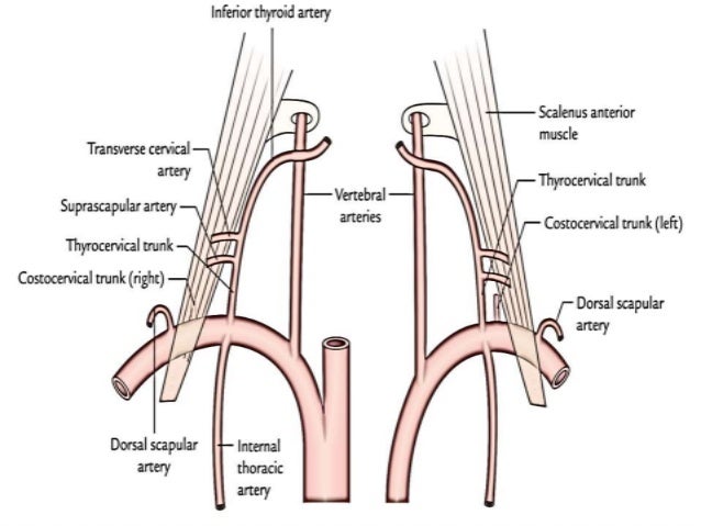 Internal thoracic ( mammary ) artery