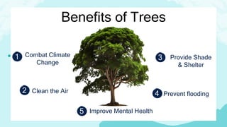 1 Combat Climate
Change
3 Provide Shade
& Shelter
2 Clean the Air 4 Prevent flooding
5 Improve Mental Health
Benefits of Trees
 