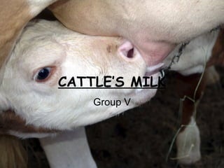CATTLE’S MILK Group V 