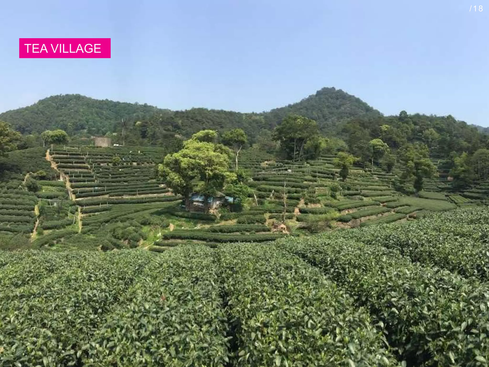 TEA VILLAGE
/18
 