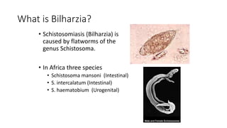 What is Bilharzia?
• Schistosomiasis (Bilharzia) is
caused by flatworms of the
genus Schistosoma.
• In Africa three species
• Schistosoma mansoni (Intestinal)
• S. intercalatum (Intestinal)
• S. haematobium (Urogenital)
 